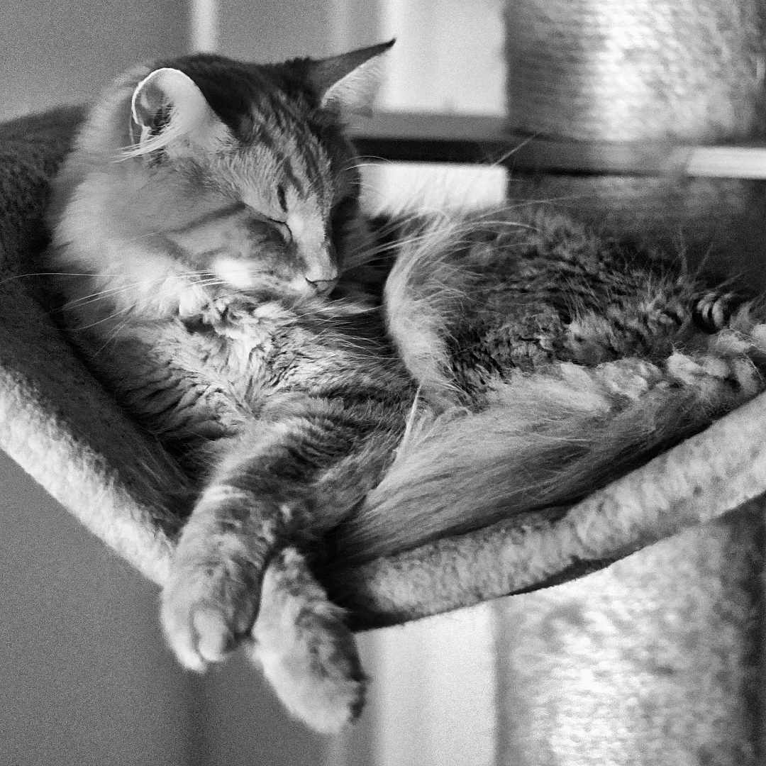 Urkhan participe au concours pour gagner de l'argent avec cette photo : abyssinian, animal, architecture, armchair, baby, building, cat, chair, couch, cushion, furniture, homedecor, indoors, kitten, livingroom, manx, person, pet, room, sleeping