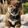adorable, animal, blurred_background, brown, closeup, cushion, cute, dog, fur, furry, indoors, pattern, paws, pet, portrait, puppy, relaxed, sunlight, white, young