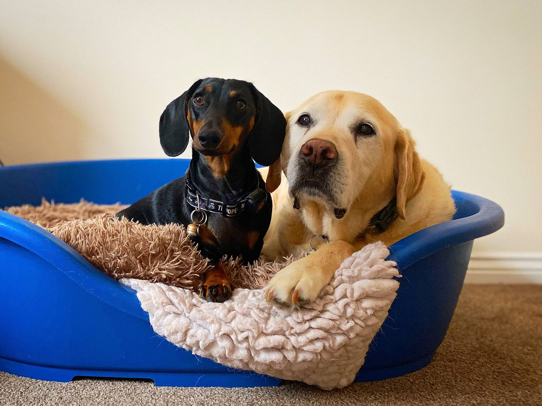 Sidney joined the competition — help win amazing prizes! basket, carnivore, collar, comfort, companion_dog, dog, dog_breed, dog_collar, dog_supply, fawn, guard_dog, mammal, pet_supply, retriever, snout, sporting_group, toy, vertebrate, wicker, working_animal