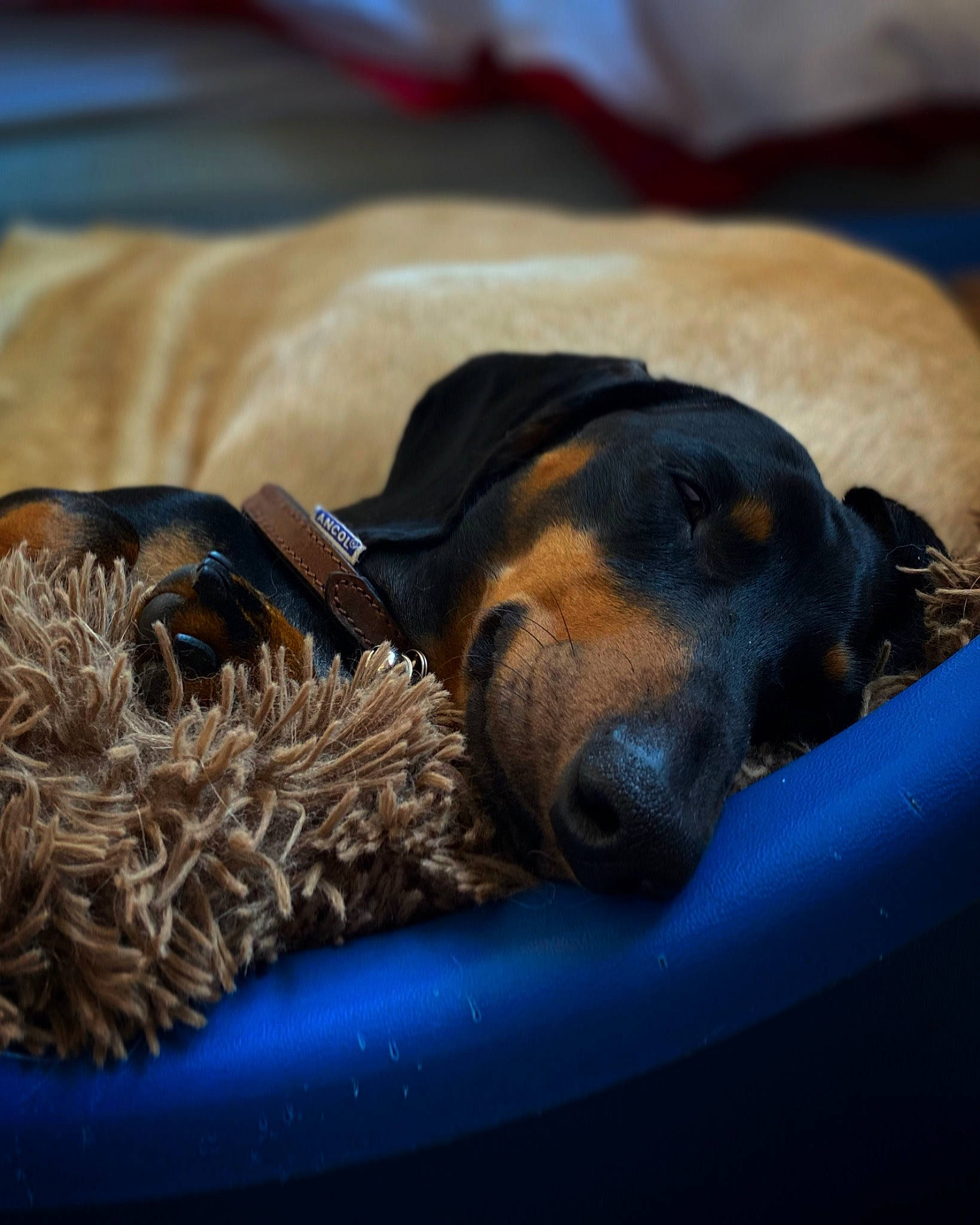 Sidney is registered to the contest to win money with this photo: canidae, carnivore, comfort, companion_dog, dog, dog_bed, dog_breed, dog_supply, electric_blue, fawn, fur, guard_dog, nap, pet_supply, sleep, snout, sporting_group, terrestrial_animal, whiskers, working_animal