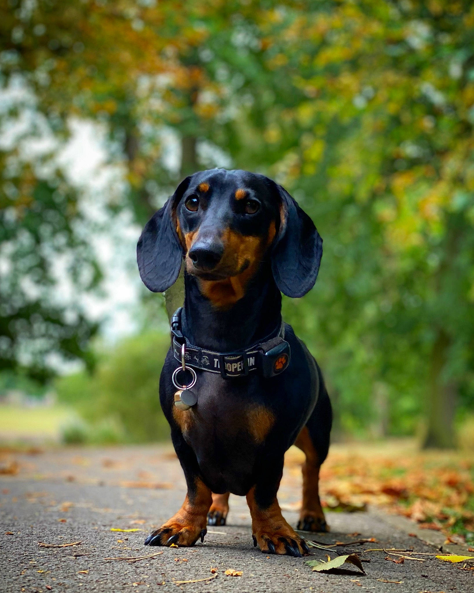 Sidney is registered to the contest to win money with this photo: carnivore, companion_dog, composite_material, dog, dog_breed, electric_blue, hound, hunting_dog, liver, plant, snout, sporting_group, terrestrial_animal, tree, working_animal, working_dog