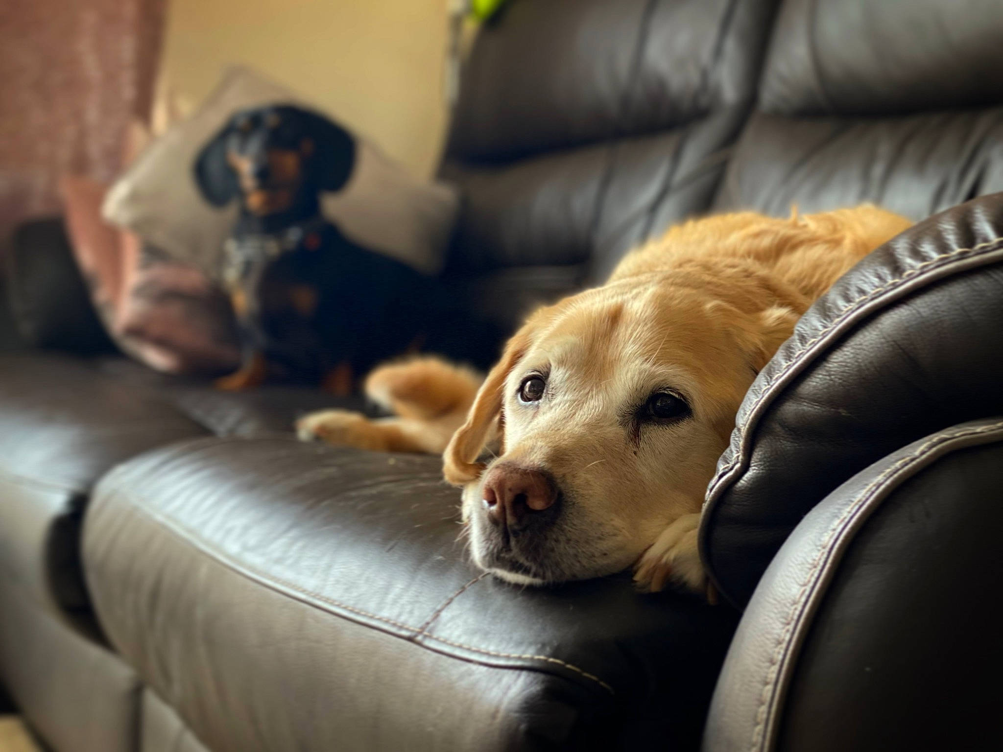 Sidney joined the competition — help win amazing prizes! canidae, carnivore, comfort, companion_dog, couch, dog, dog_breed, fawn, fur, guard_dog, living_room, mammal, retriever, snout, sporting_group, street_dog, vertebrate, whiskers, working_animal