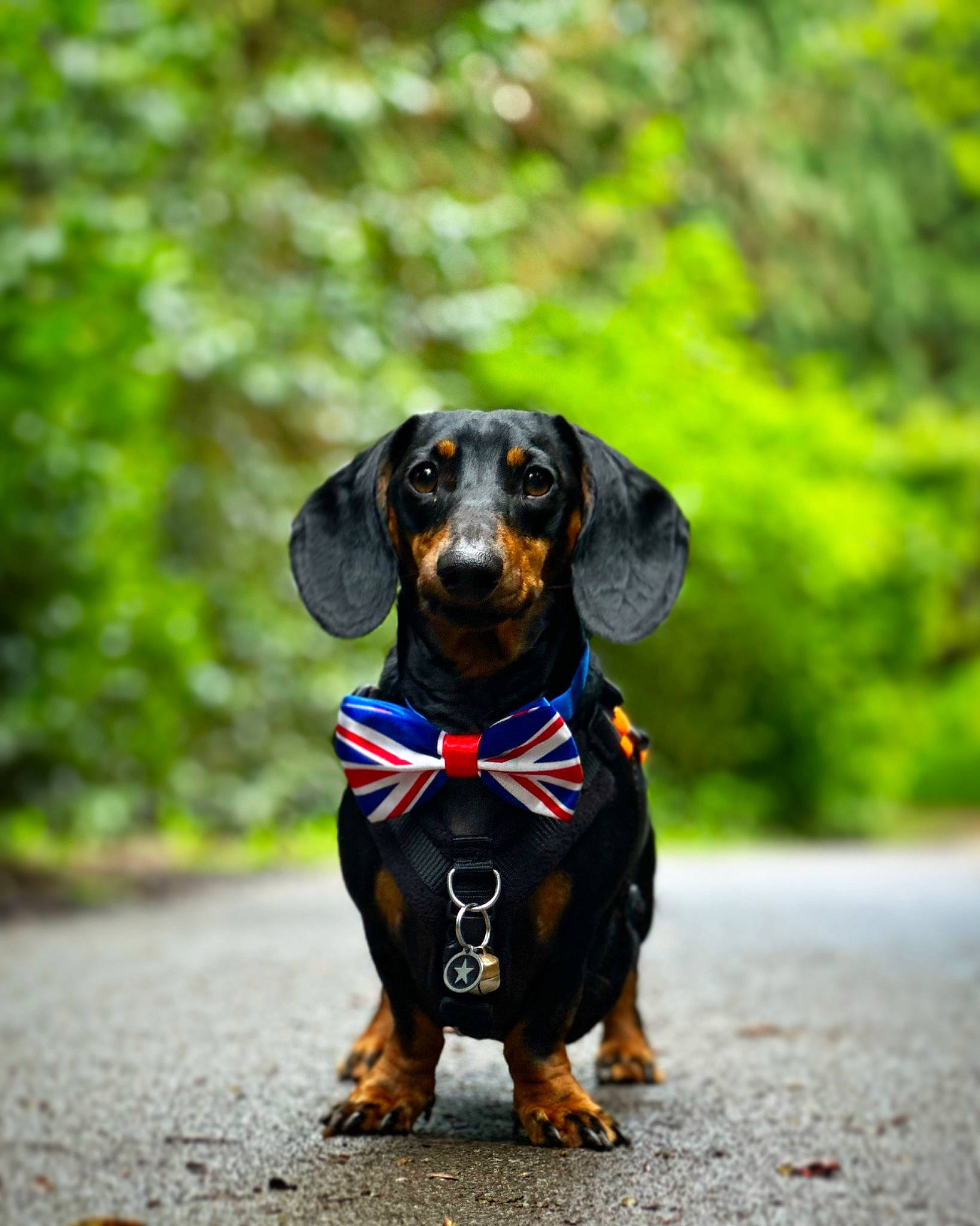 Sidney is registered to the contest to win money with this photo: canidae, carnivore, collar, companion_dog, dachshund, dog, dog_breed, dog_collar, dog_supply, fashion_accessory, fawn, hound, hunting_dog, liver, puppy, snout, sporting_group, terrestrial_animal, working_animal, working_dog