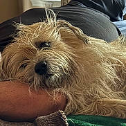Sampson joined the competition — help win amazing prizes! dog, pet, resting, close_up, furry, cute, animal, companion, relaxed, indoor, person, arm, cozy, sleepy, nostalgic, soft_light, casual, friendship, napping, comfort