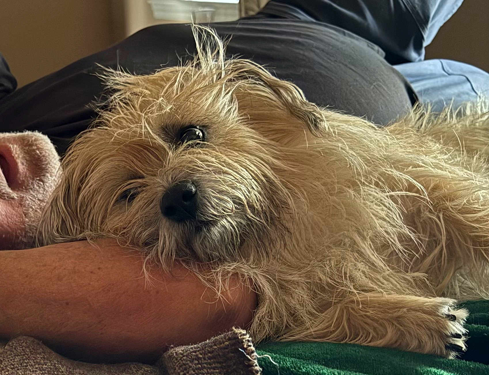 Sampson joined the competition — help win amazing prizes! dog, pet, resting, close_up, furry, cute, animal, companion, relaxed, indoor, person, arm, cozy, sleepy, nostalgic, soft_light, casual, friendship, napping, comfort
