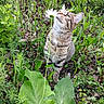 animal, cat, closeup, curious, daisy, flower, foliage, garden, grass, greenery, hand, leaves, nature, outdoor, pet, plants, sniffing, spring, tabby_cat, wildlife