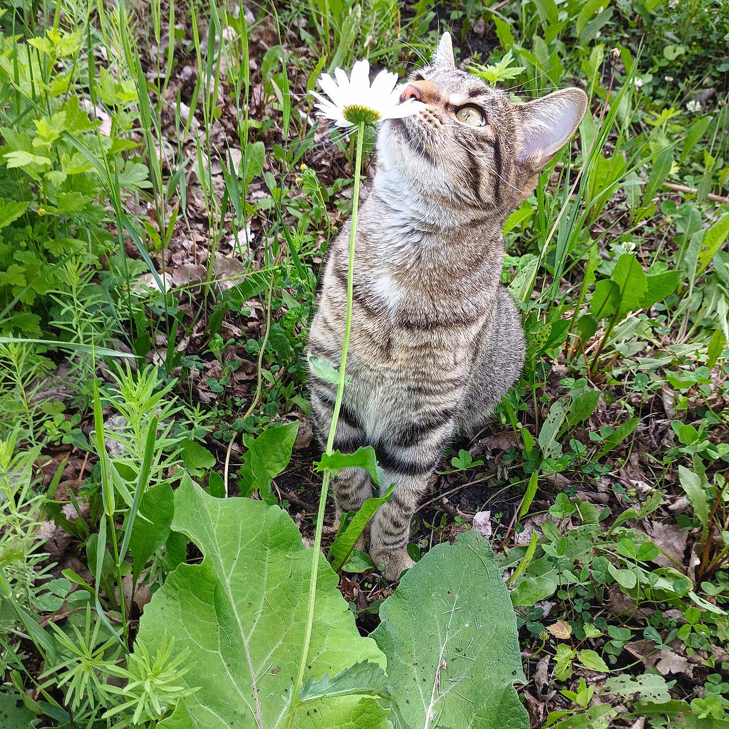 Bella