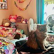 Yumi is registered to the contest to win money with this photo: bed, bedroom, blanket, cat, clothing, colorful, cozy, curtain, fan, furry_cat, garland, indoor, laundry_pile, nightstand, pillow, plush_pillow, stickers, stuffed_animal, toys, window