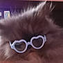 Yumi is registered to the contest to win money with this photo: cat, fluffy, glasses, heart_shaped, close_up, indoor, pet, fur, cute, animal, face_accessory, whiskers, domestic_animal, funny, blurred, portrait, head, soft, pink_background, feline