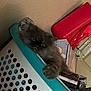 animal, cat, closeup, cozy, curtains, feline, fluffy_cat, furniture, gray_cat, home, household_items, indoor, laundry_basket, paw, pet, red_container, relaxed, resting, soft_fur, wall