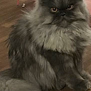 Yumi joined the competition — help win amazing prizes! cat, gray_cat, fluffy, long_hair, pet, animal, indoor, floor, wooden_floor, fur, tail, ears, whiskers, domestic_cat, cute, sitting, looking, eyes, pink_background, bells