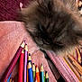Yumi joined the competition — help win amazing prizes! animal, art_supplies, cat, closeup, colored_pencils, cozy, domestic_cat, feline, fluffy, furry, indoor, multicolor, pencil_tips, pet, pink, resting, soft_texture, stationery, still_life, towel