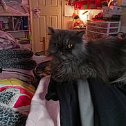 Yumi joined the competition — help win amazing prizes! blanket, calendar, casual, cat, clothes, cozy, decorations, door, fabric, fluffy, grey_cat, indoor, lamp, pet, pile, relaxed, room, shelf, soft_lighting, stuffed_animals