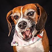 Jodie joined the competition — help win amazing prizes! dog, pet, animal, close_up, teeth, mouth_open, treat, bandana, brown_fur, white_fur, ears, whiskers, playful, expressive_eyes, indoor, portrait, canine, snout, tongue, black_background
