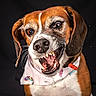 dog, pet, animal, close_up, teeth, mouth_open, treat, bandana, brown_fur, white_fur, ears, whiskers, playful, expressive_eyes, indoor, portrait, canine, snout, tongue, black_background