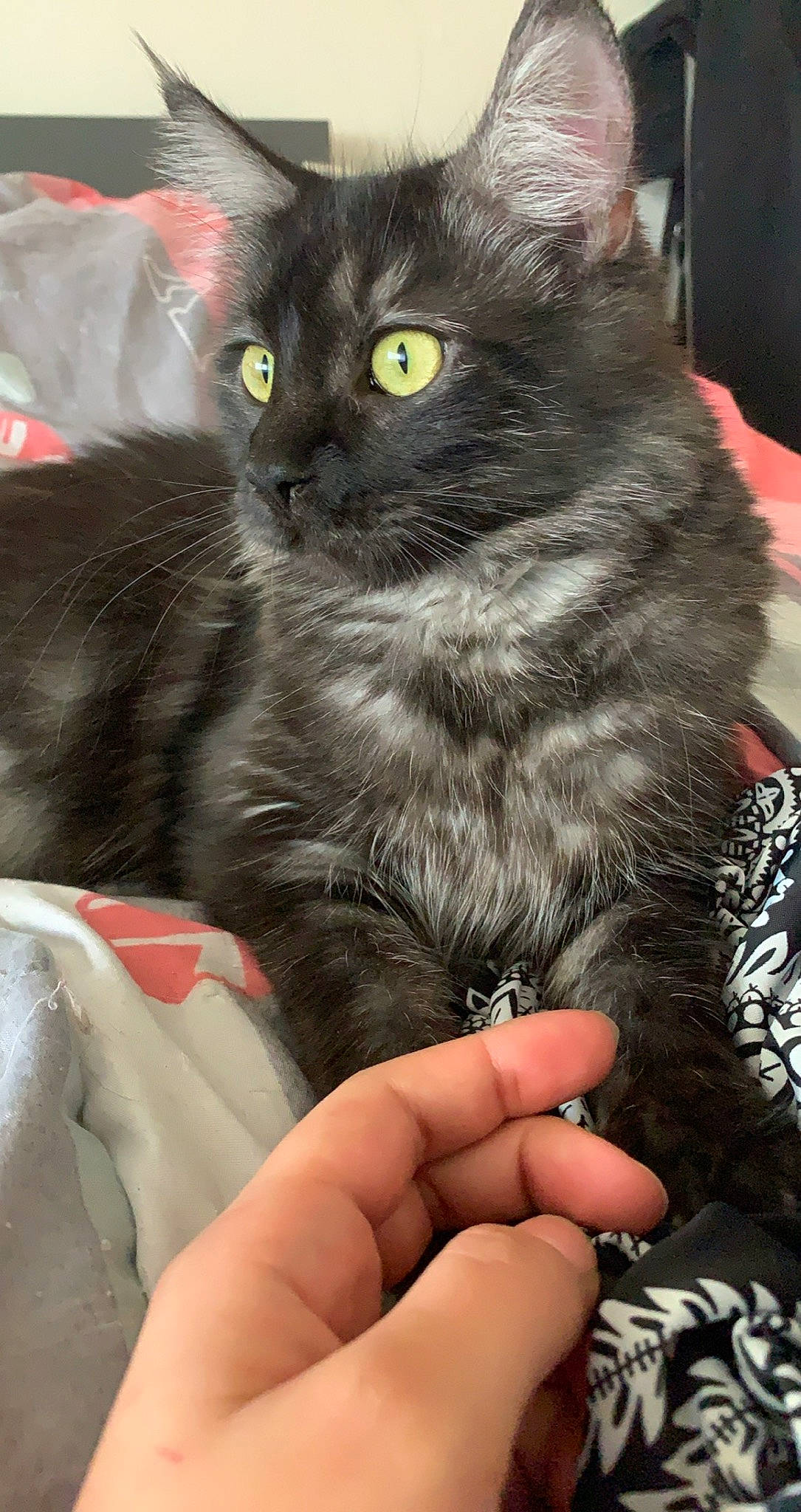 Pandore participe au concours pour gagner de l'argent avec cette photo : asian, asian_semi_longhair, black_cat, british_semi_longhair, carnivore, cat, domestic_long_haired_cat, domestic_short_haired_cat, eye, felidae, kitten, korat, maine_coon, mammal, nebelung, norwegian_forest_cat, small_to_medium_sized_cats, snout, vertebrate, whiskers