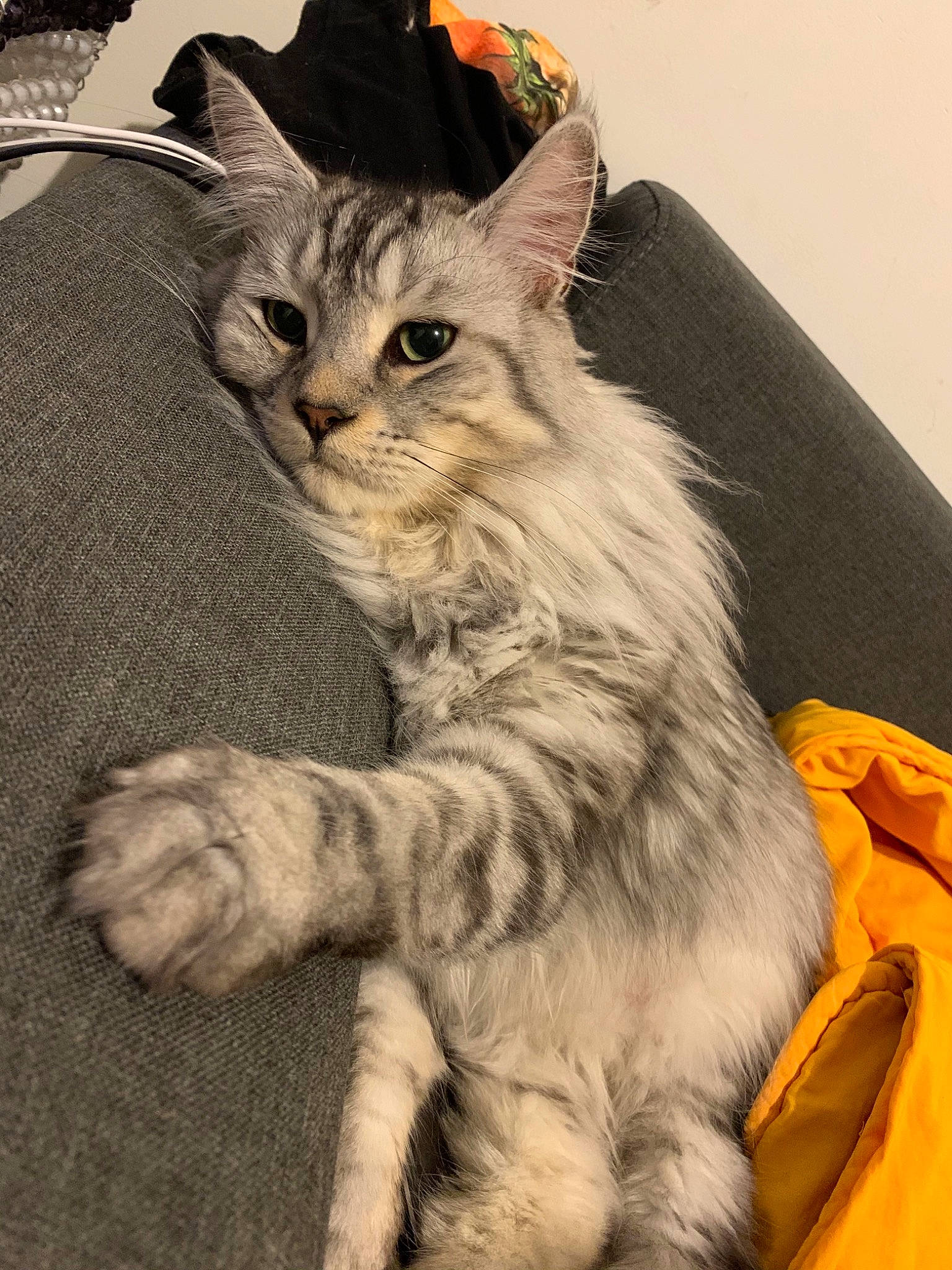 Oracle a rejoint le concours — aidez-le/la à gagner de superbes lots ! american_bobtail, american_shorthair, asian, asian_semi_longhair, carnivore, cat, domestic_long_haired_cat, european_shorthair, felidae, kitten, maine_coon, mammal, norwegian_forest_cat, pixie_bob, ragamuffin, siberian, small_to_medium_sized_cats, tabby_cat, vertebrate, whiskers