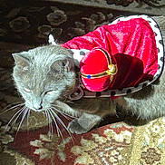 Loki joined the competition — help win amazing prizes! animal, carpet, cat, costume, crown, cute, decorative, domestic_cat, feline, fur, gray_cat, household, indoor, pattern, pet, portrait, red_cape, side_view, sunlight, whiskers