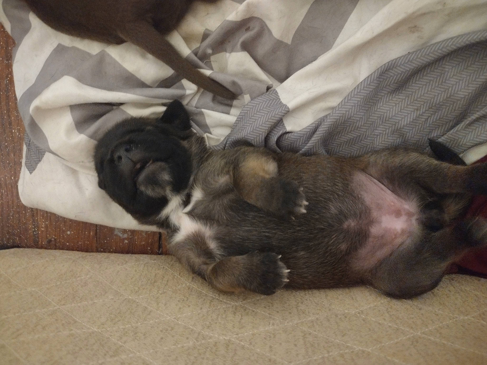 Charli joined the competition — help win amazing prizes! canidae, carnivore, comfort, companion_dog, dog, dog_breed, fawn, felidae, fur, grey, linens, mammal, paw, small_to_medium_sized_cats, snout, sporting_group, vertebrate, whiskers, wood, working_animal