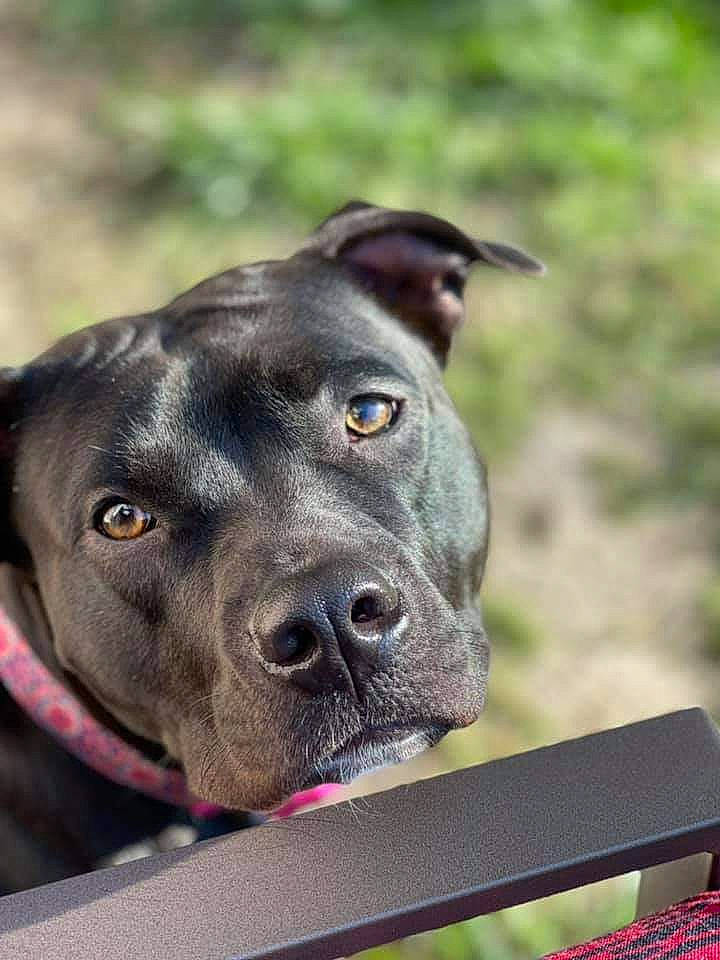 Sadie joined the competition — help win amazing prizes! borador, canidae, carnivore, collar, companion_dog, dog, dog_breed, dog_collar, grass, gun_dog, hunting_dog, non_sporting_group, plant, snout, sporting_group, terrestrial_animal, whiskers, working_animal