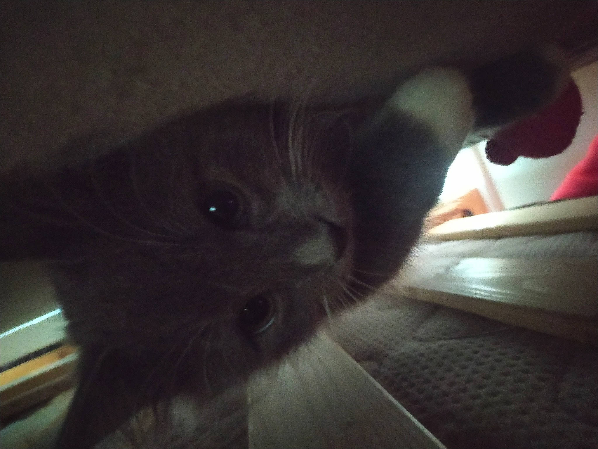 Grisou participe au concours pour gagner de l'argent avec cette photo : automotive_lighting, black_cat, carmine, carnivore, cat, claw, cloud, comfort, darkness, domestic_short_haired_cat, felidae, fur, human_leg, small_to_medium_sized_cats, snout, tail, tints_and_shades, vehicle_door, whiskers, windshield
