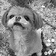Cocco joined the competition — help win amazing prizes! animal, black_and_white, canine, close_up, cute, daisies, dog, eyes, flowers, fluffy, fur, grass, nature, nose, outdoor, pet, portrait, sitting, small_dog, whiskers