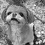 animal, black_and_white, canine, close_up, cute, daisies, dog, eyes, flowers, fluffy, fur, grass, nature, nose, outdoor, pet, portrait, sitting, small_dog, whiskers