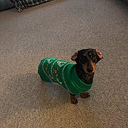 Wendel is registered to the contest to win money with this photo: animal, brown_dog, candy_cane, carpet, companion, cozy, curious, cute, dachshund, dog, domestic, footwear, green_sweater, indoor, looking_up, pet, plaid_furniture, slipper, small_dog, sweater