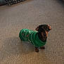 animal, brown_dog, candy_cane, carpet, companion, cozy, curious, cute, dachshund, dog, domestic, footwear, green_sweater, indoor, looking_up, pet, plaid_furniture, slipper, small_dog, sweater