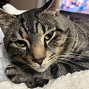 Leonardo Decatprio joined the competition — help win amazing prizes! cat, tabby_cat, pet, close_up, face, green_eyes, whiskers, ear, nose, paw, fur, resting, indoor, blanket, bedding, portrait, domestic_animal, feline, cute, whisker_detail