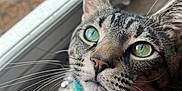 Leonardo Decatprio is registered to the contest to win money with this photo: cat, tabby_cat, green_eyes, whiskers, close_up, portrait, collar, turquoise_collar, window, windowsill, indoor, pet, feline, nose, ears, fur, striped, curious, domestic_cat, natural_light