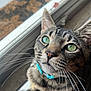 cat, tabby_cat, green_eyes, whiskers, close_up, portrait, collar, turquoise_collar, window, windowsill, indoor, pet, feline, nose, ears, fur, striped, curious, domestic_cat, natural_light
