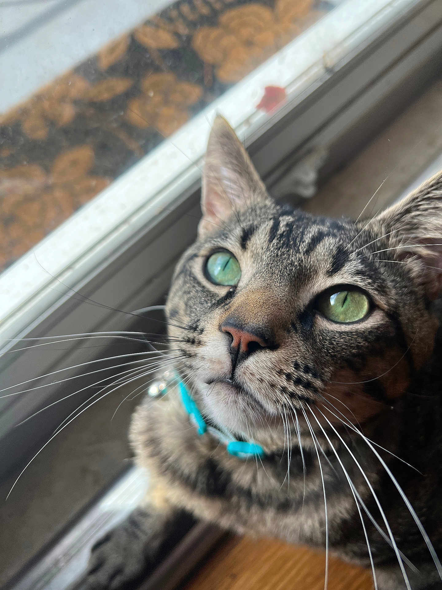 Leonardo Decatprio is registered to the contest to win money with this photo: cat, tabby_cat, green_eyes, whiskers, close_up, portrait, collar, turquoise_collar, window, windowsill, indoor, pet, feline, nose, ears, fur, striped, curious, domestic_cat, natural_light