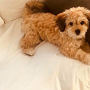 Bella joined the competition — help win amazing prizes! puppy, dog, fluffy, brown, bed, white_bed, cushion, indoor, pet, animal, cute, young_dog, resting, looking_at_camera, fur, small_dog, canine, adorable, companion, domestic_animal