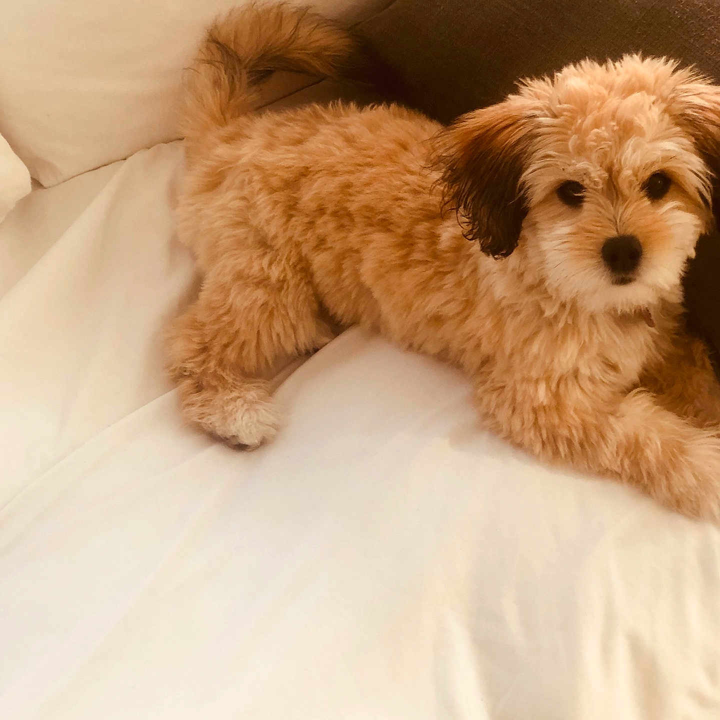Bella joined the competition — help win amazing prizes! puppy, dog, fluffy, brown, bed, white_bed, cushion, indoor, pet, animal, cute, young_dog, resting, looking_at_camera, fur, small_dog, canine, adorable, companion, domestic_animal