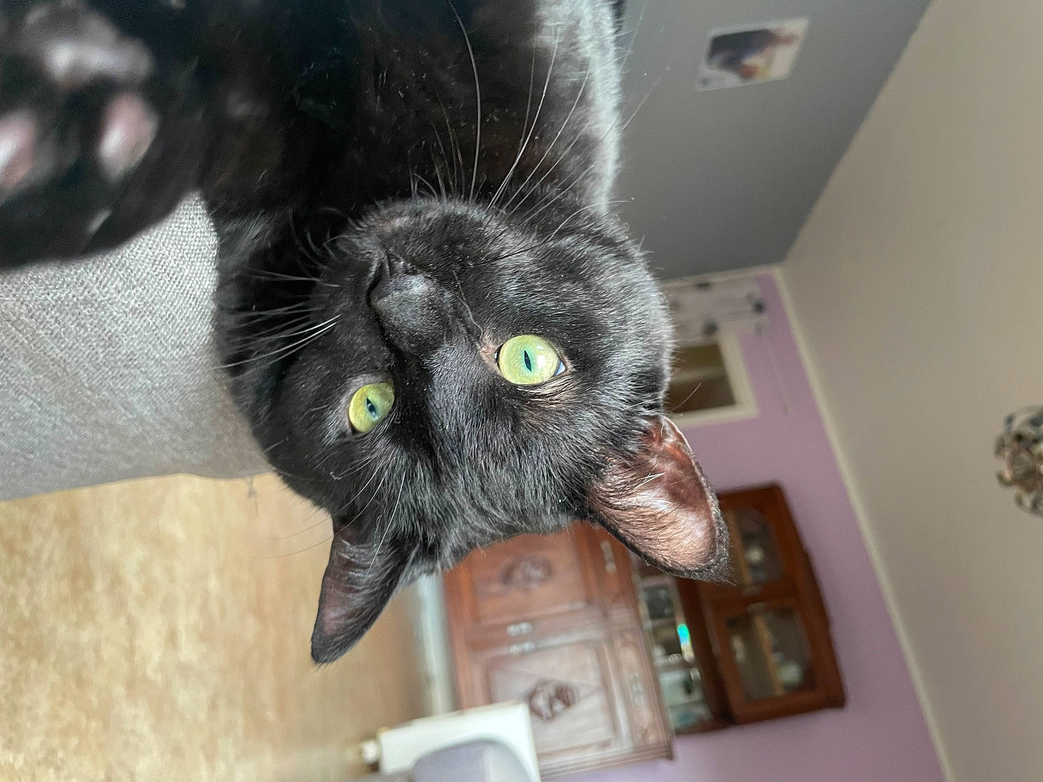 Arthas a rejoint le concours — aidez-le/la à gagner de superbes lots ! black_cat, canidae, carnivore, cat, claw, comfort, dog_breed, domestic_short_haired_cat, ear, felidae, foot, fur, nail, paw, picture_frame, small_to_medium_sized_cats, snout, sporting_group, terrestrial_animal, whiskers