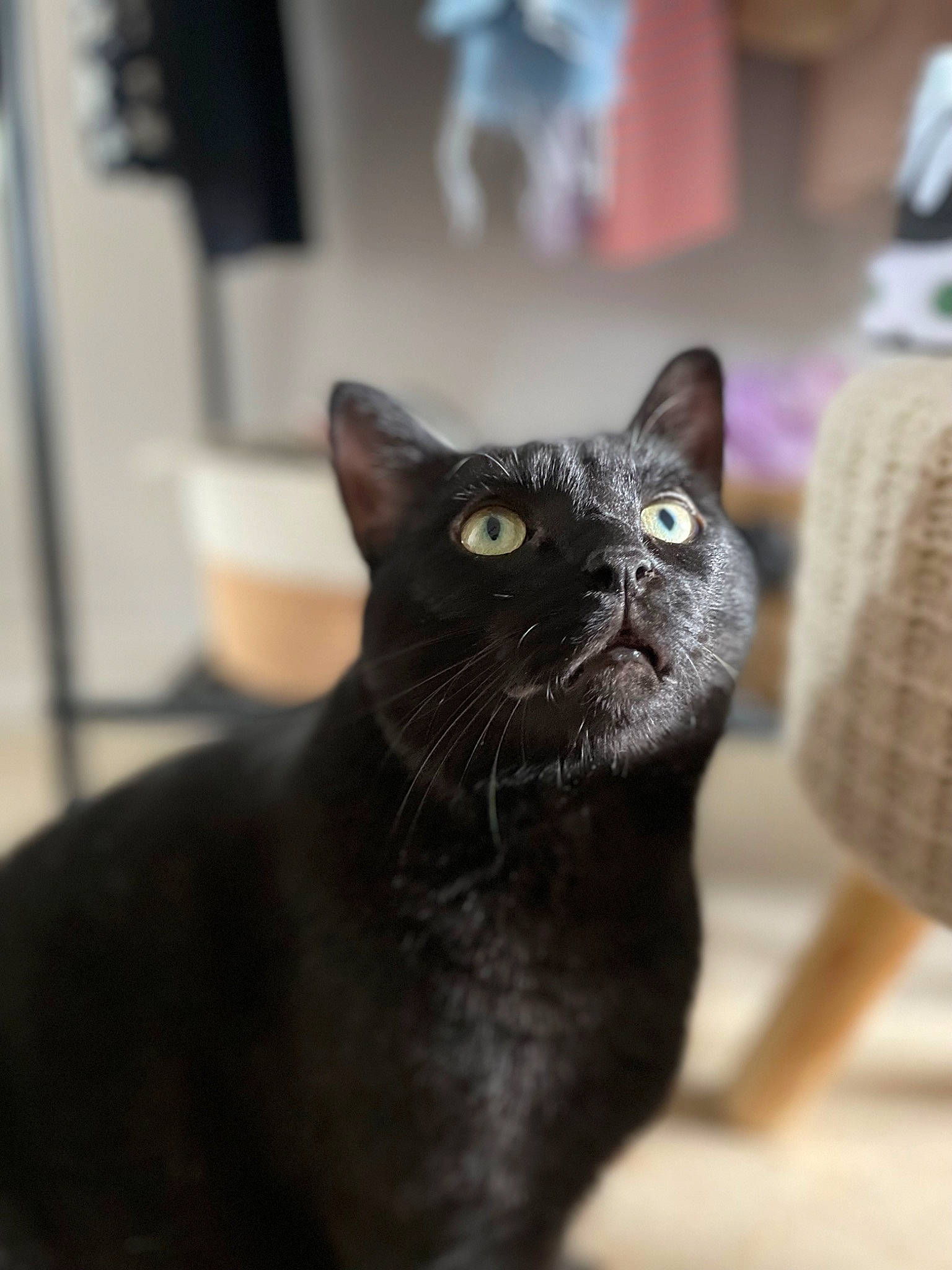 Arthas participe au concours pour gagner de l'argent avec cette photo : bombay, carnivore, cat, domestic_short_haired_cat, felidae, fur, small_to_medium_sized_cats, snout, terrestrial_animal, whiskers