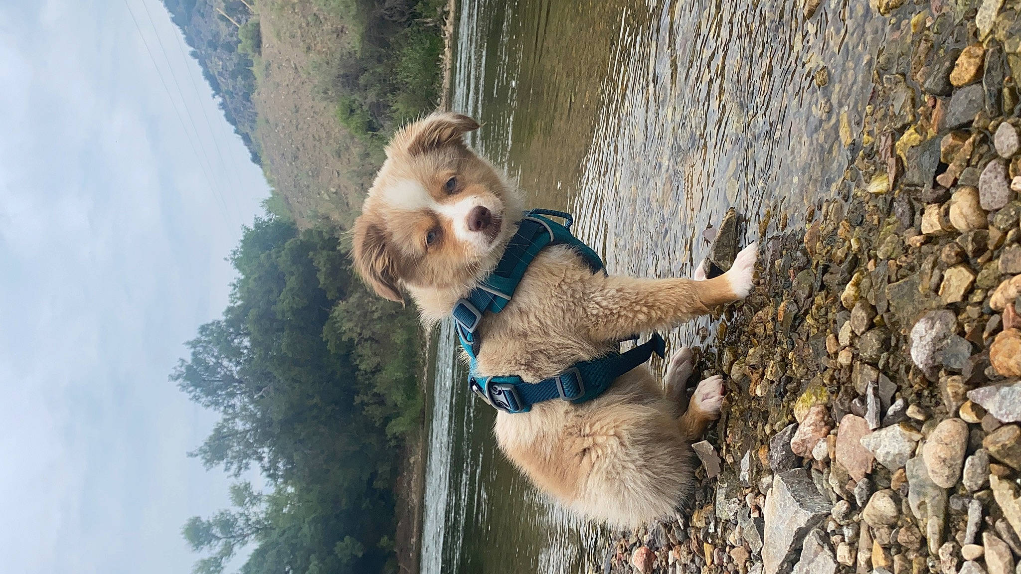 Darcy is registered to the contest to win money with this photo: canidae, carnivore, collar, companion_dog, dog, dog_breed, dog_collar, fawn, fur, leash, pet_supply, sky, sporting_group, tail, terrestrial_animal, tree, two_toed_sloth, water, wildlife, working_animal