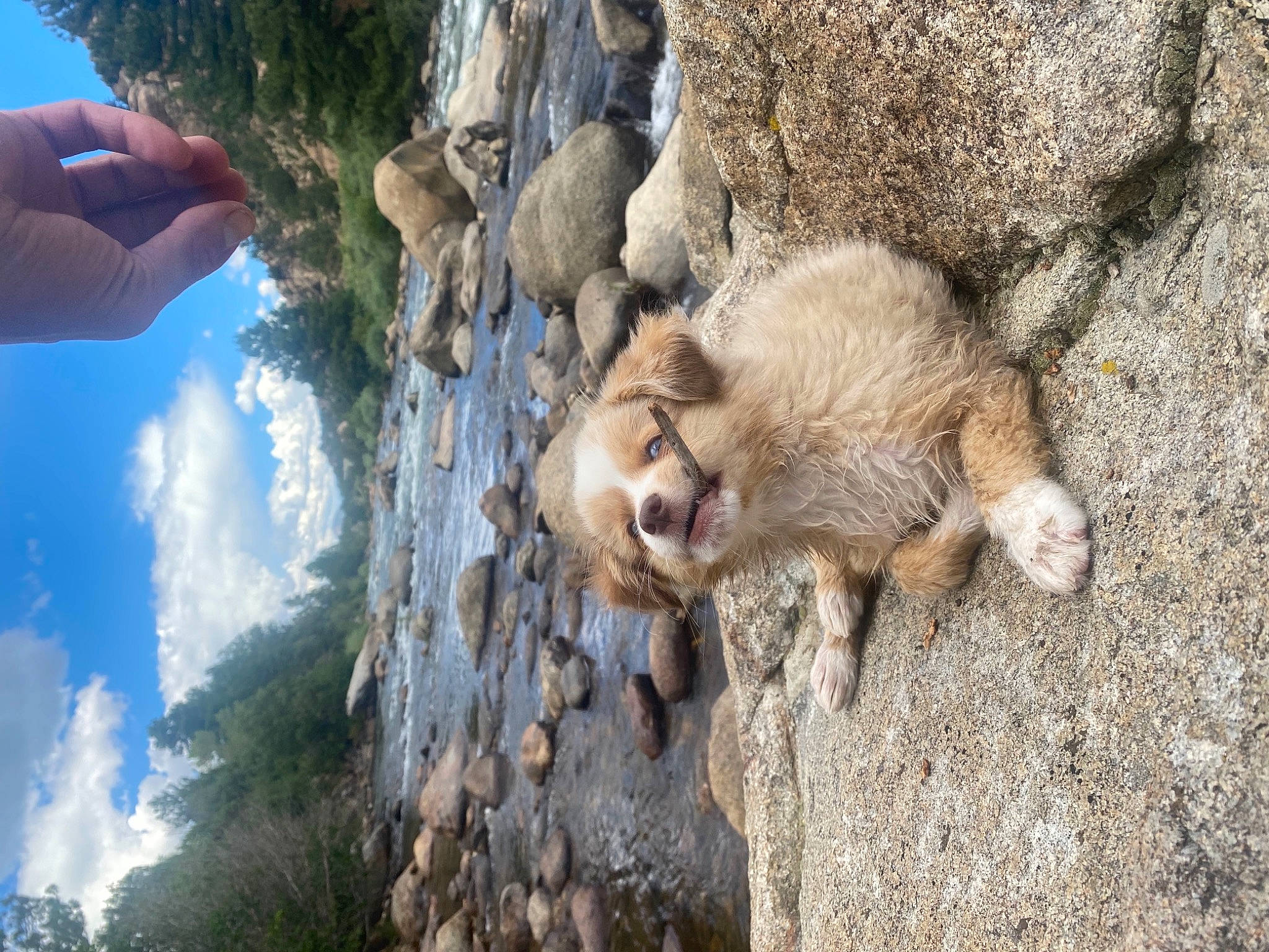 Darcy is registered to the contest to win money with this photo: bedrock, big_cats, canidae, carnivore, cloud, fawn, felidae, fur, macaque, plant, rock, sky, snout, sporting_group, tail, terrestrial_animal, tree, trunk, wildlife, wood