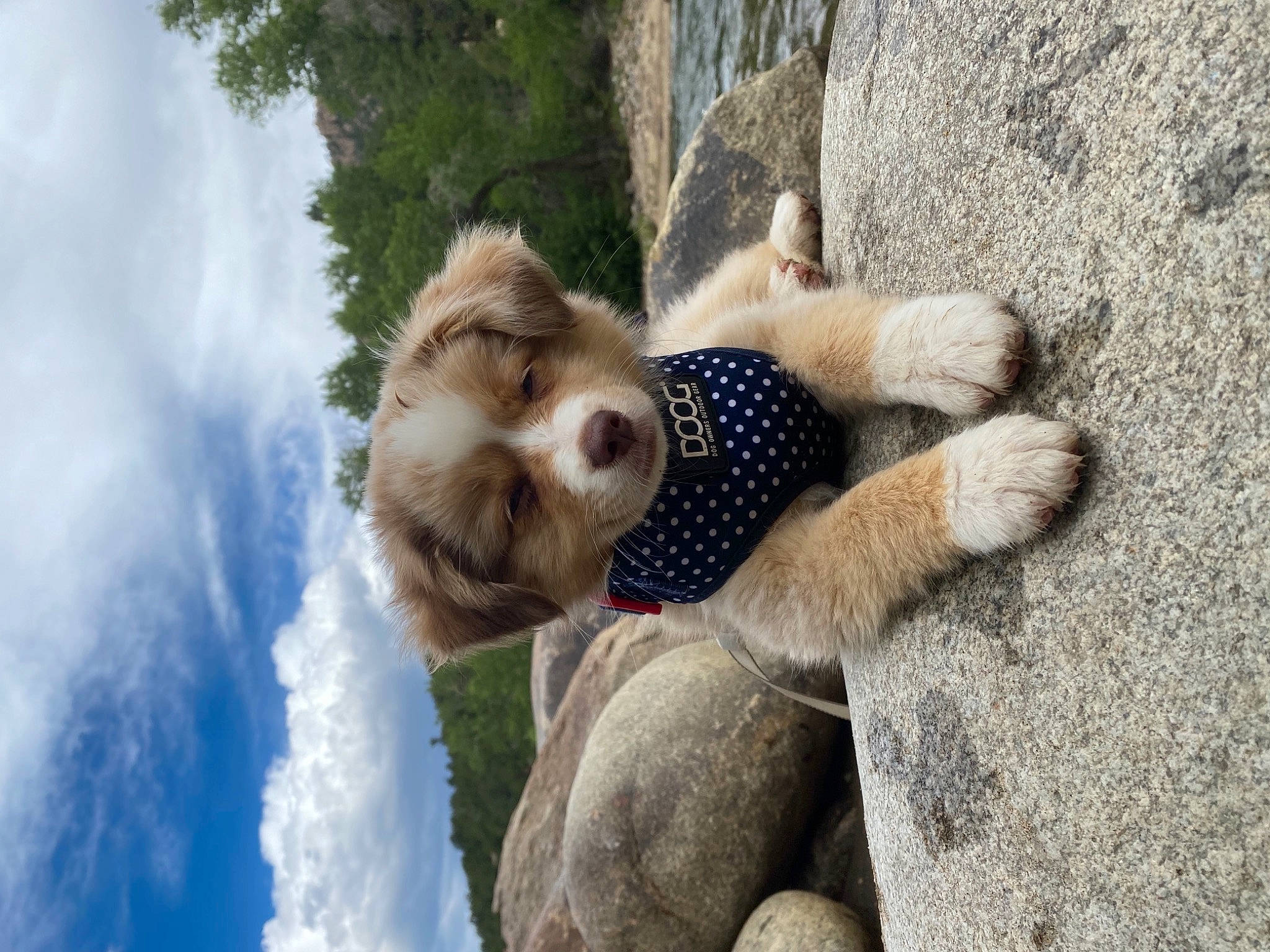 Darcy is registered to the contest to win money with this photo: adventure, carnivore, cloud, companion_dog, cumulus, dog_breed, fawn, fun, fur, gesture, leisure, plant, recreation, sky, snout, sporting_group, tree, wildlife