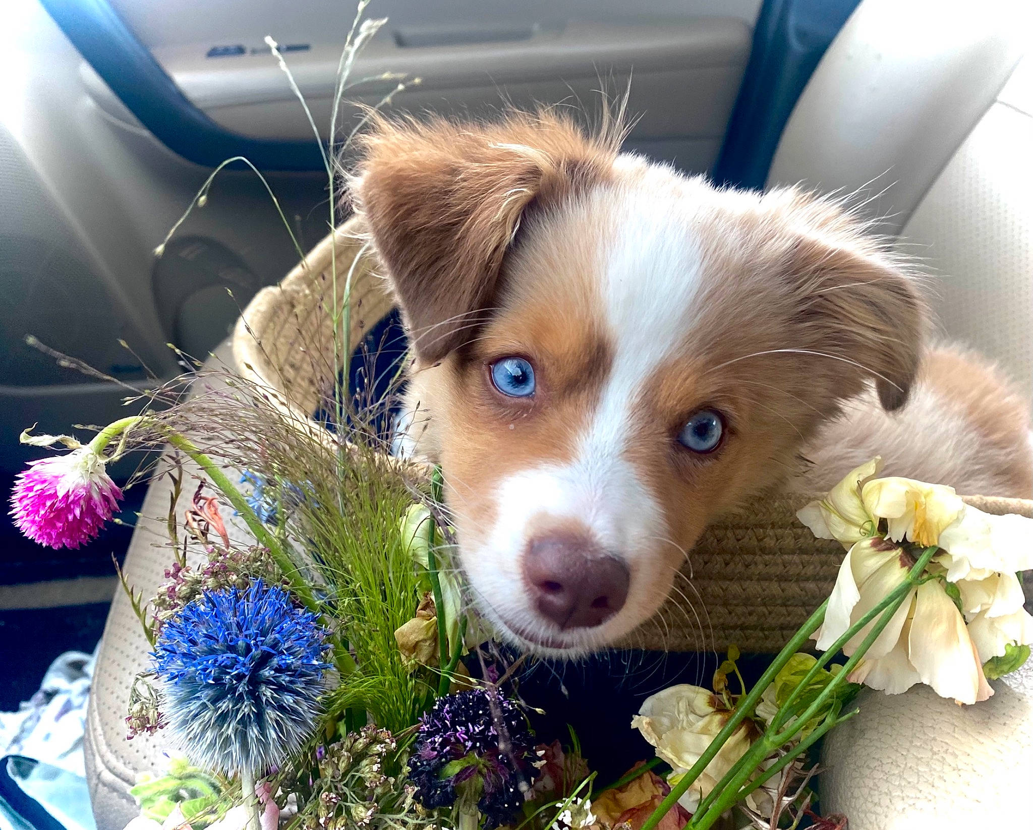 Darcy joined the competition — help win amazing prizes! border_collie, canidae, carnivore, companion_dog, cut_flowers, dog, dog_breed, flower, fur, grass, herding_dog, liver, pet_supply, plant, smile, snout, sporting_group, toy_dog, whiskers, working_animal