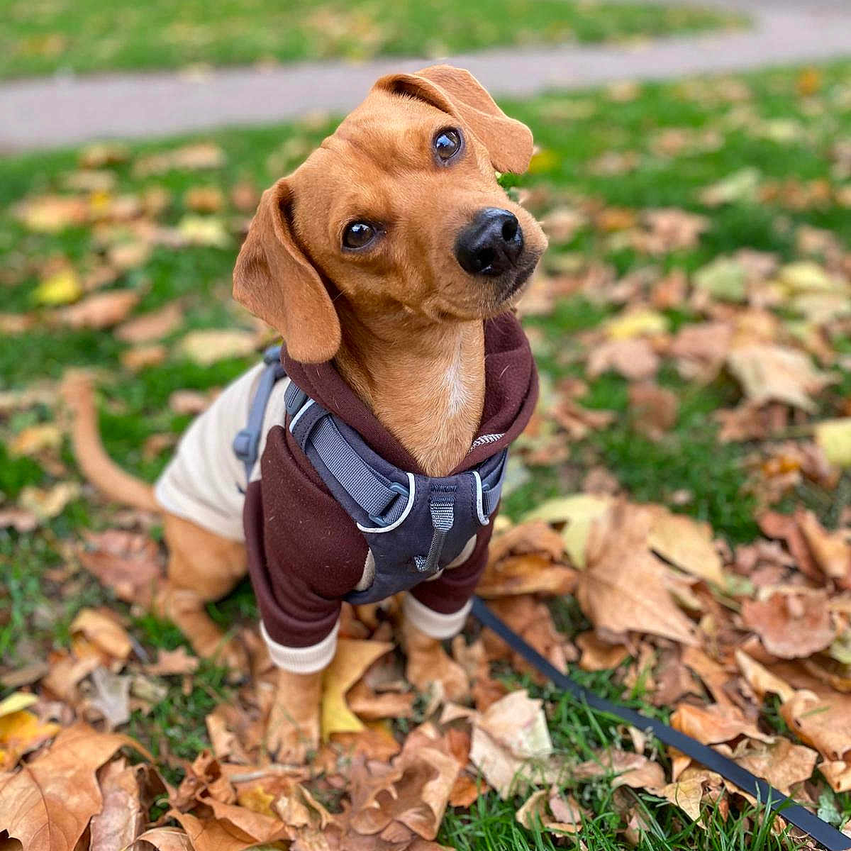 Totorino joined the competition — help win amazing prizes! animal, autumn, brown_dog, canine, curious, cute, dog, fall, grass, harness, hoodie, leaf_litter, leaves, nature, outdoor, park, pet, puppy, sitting, small_dog