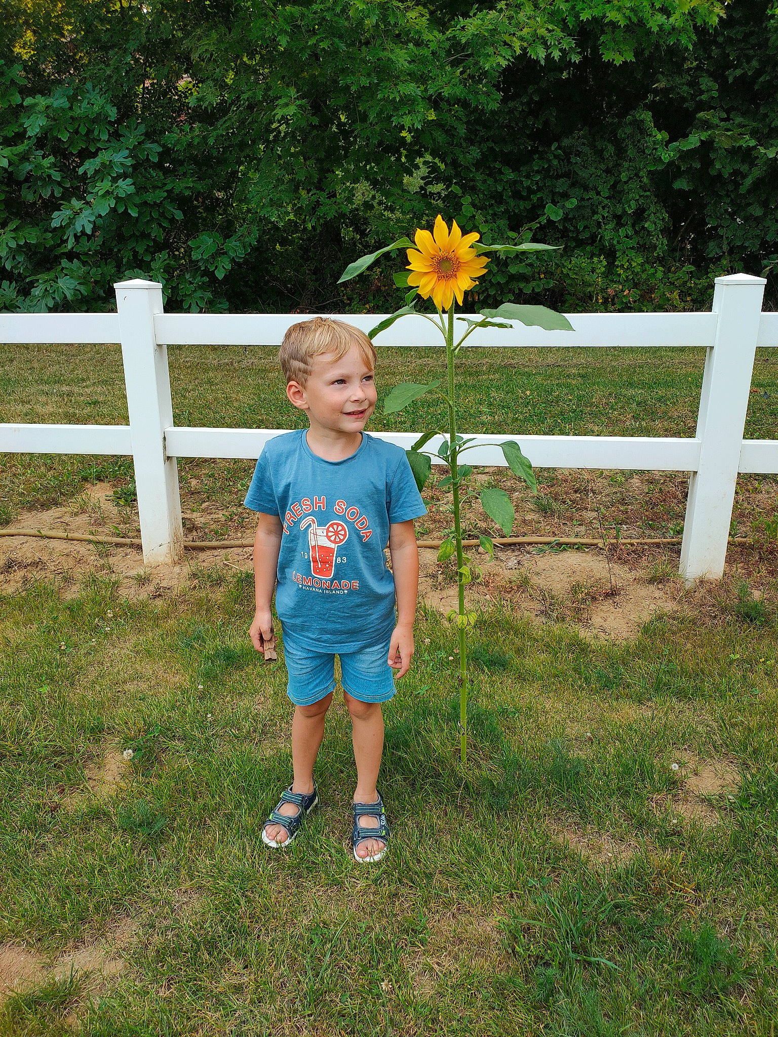 Gabin a rejoint le concours — aidez-le/la à gagner de superbes lots ! asterales, baby_toddler_clothing, bermuda_shorts, daisy_family, fence, garden, home_fencing, joy, leaf, person, petal, shorts, shrub, sneakers, split_rail_fence, spring, summer, sunflower, t_shirt, wildflower