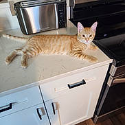 Ginger joined the competition — help win amazing prizes! animal, appliance, cabinet, cat, countertop, curious, domestic, ears, eyes, feline, floor, fur, home, indoor, kitchen, orange_tabby, pet, relaxed, stove, toaster