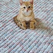 Ginger joined the competition — help win amazing prizes! kitten, cat, pet, animal, ginger_cat, feline, cute, indoor, quilt, pattern, bedspread, small_cat, young_cat, fur, whiskers, ears, sitting, looking, curious, domestic_cat
