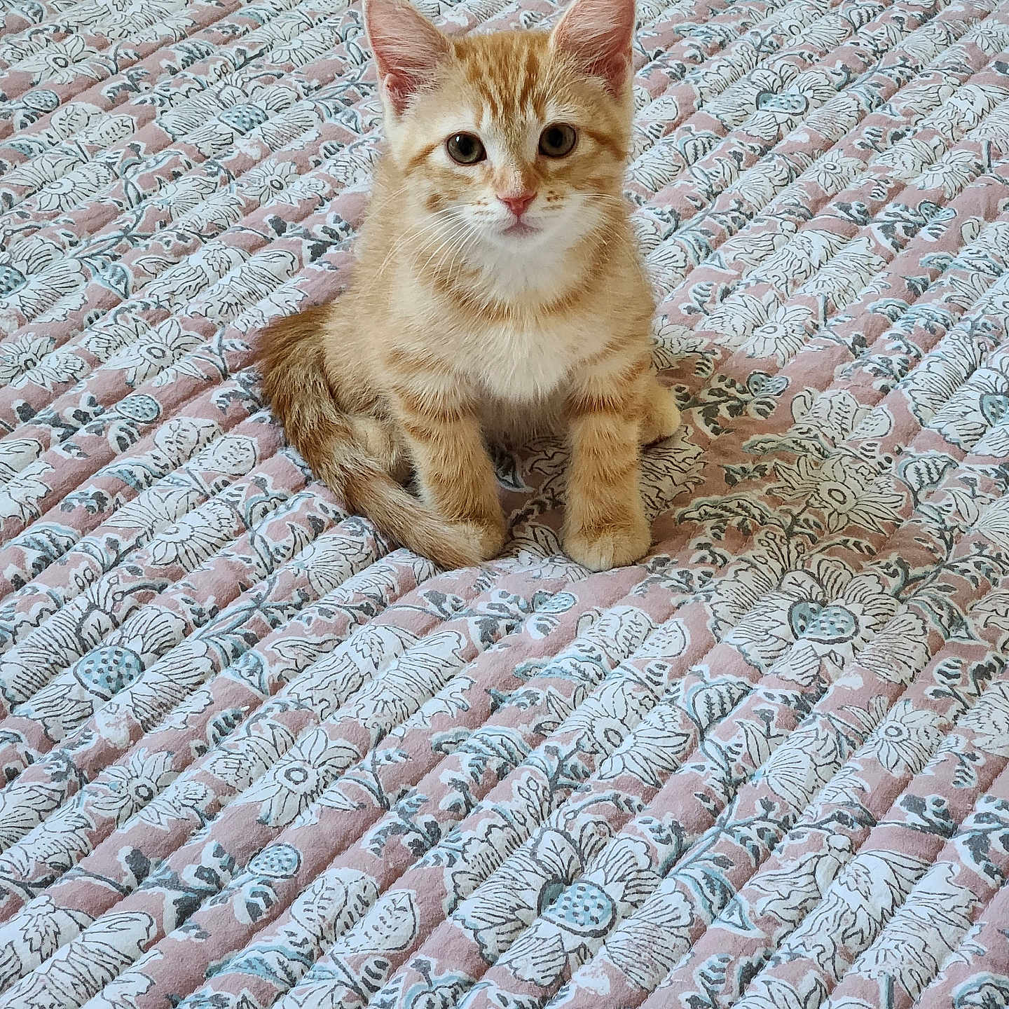 Ginger