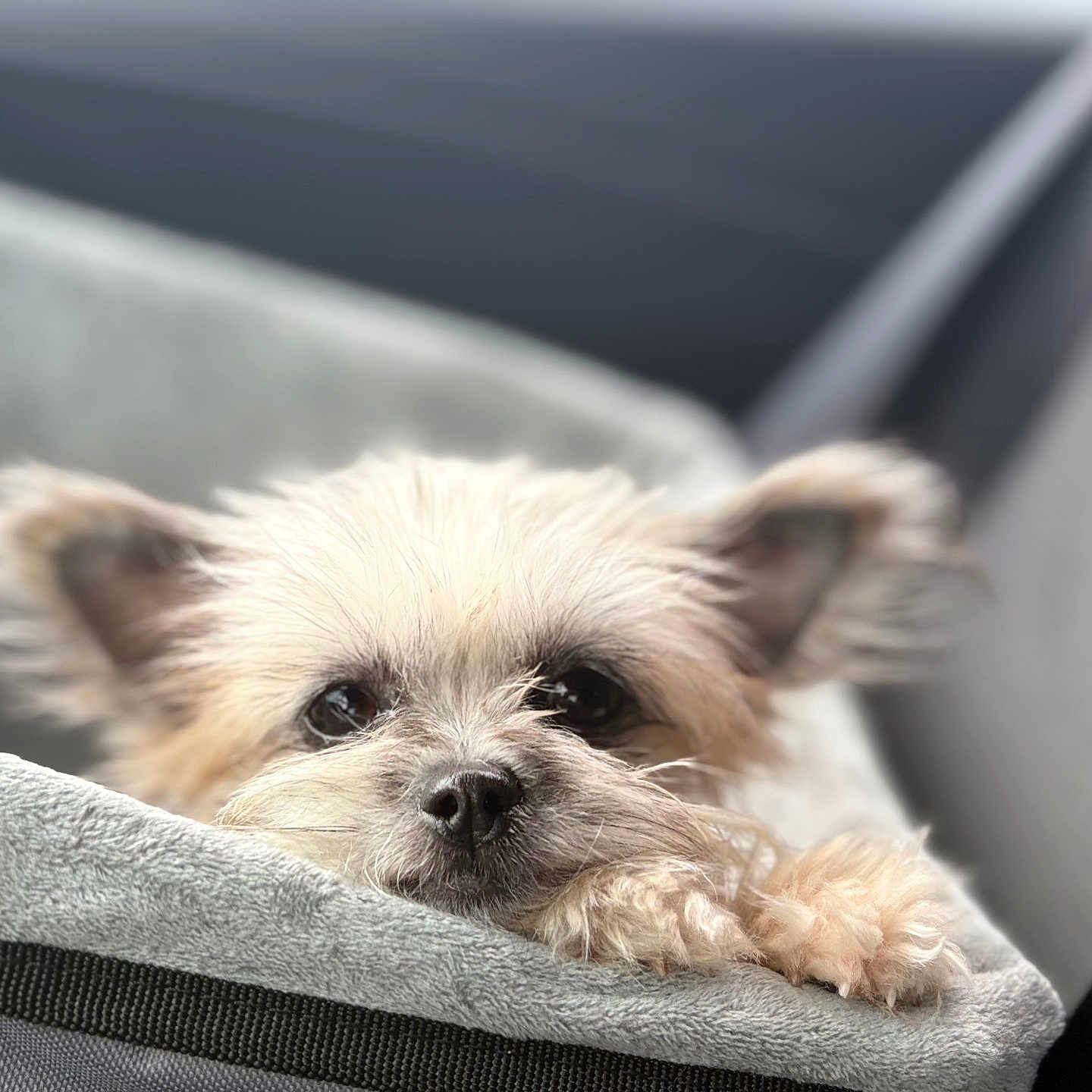 Piper is registered to the contest to win money with this photo: affenpinscher, animal, blanket, canine, cat, cockerspaniel, couch, cushion, dog, furniture, homedecor, kitten, papillon, person, pet, poodle, puppy, sleeping, terrier, whitedog
