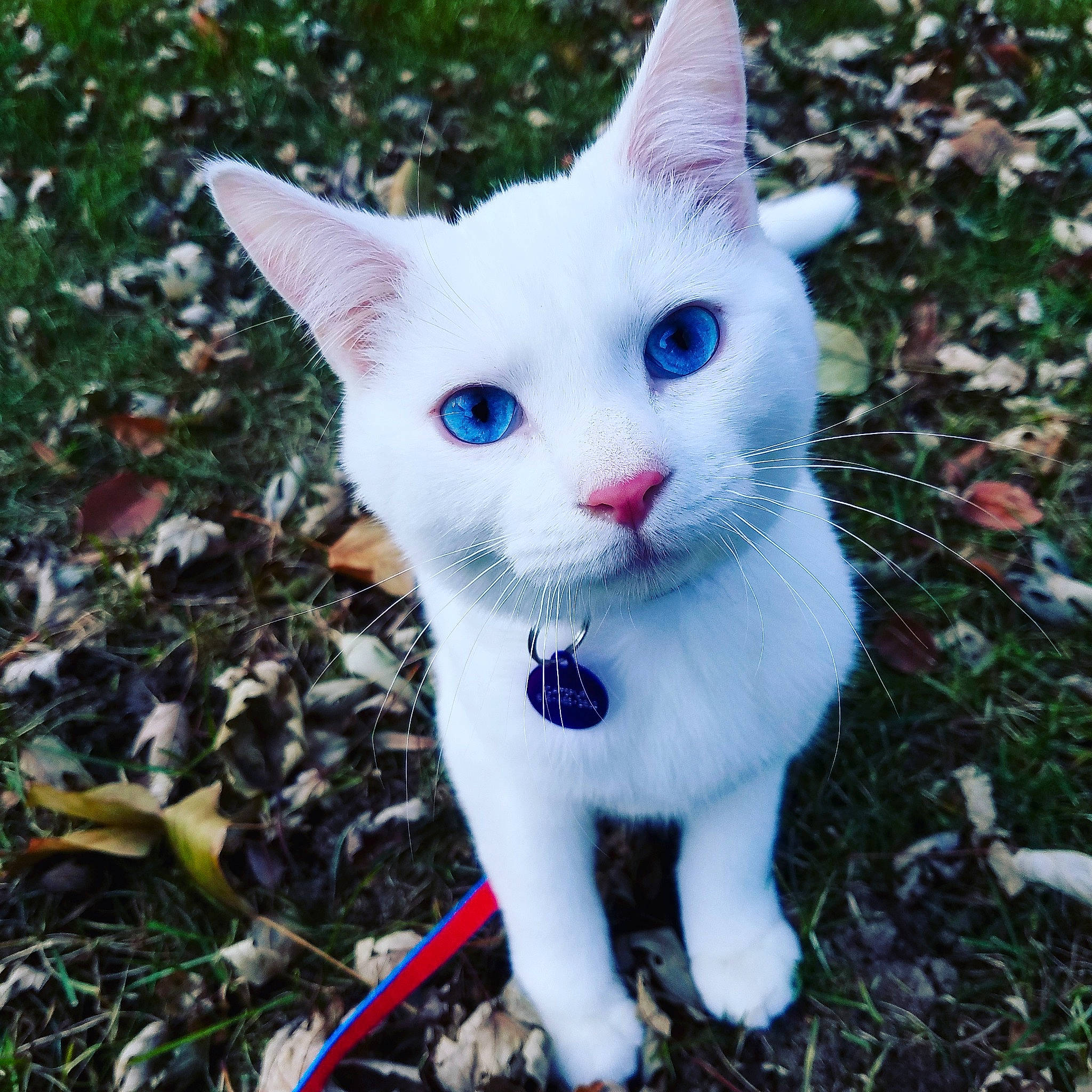 Catspur joined the competition — help win amazing prizes! art, carnivore, cat, domestic_short_haired_cat, eye, fawn, felidae, fur, grass, head, herbaceous_plant, paw, plant, small_to_medium_sized_cats, snout, tail, terrestrial_animal, tree, twig, whiskers