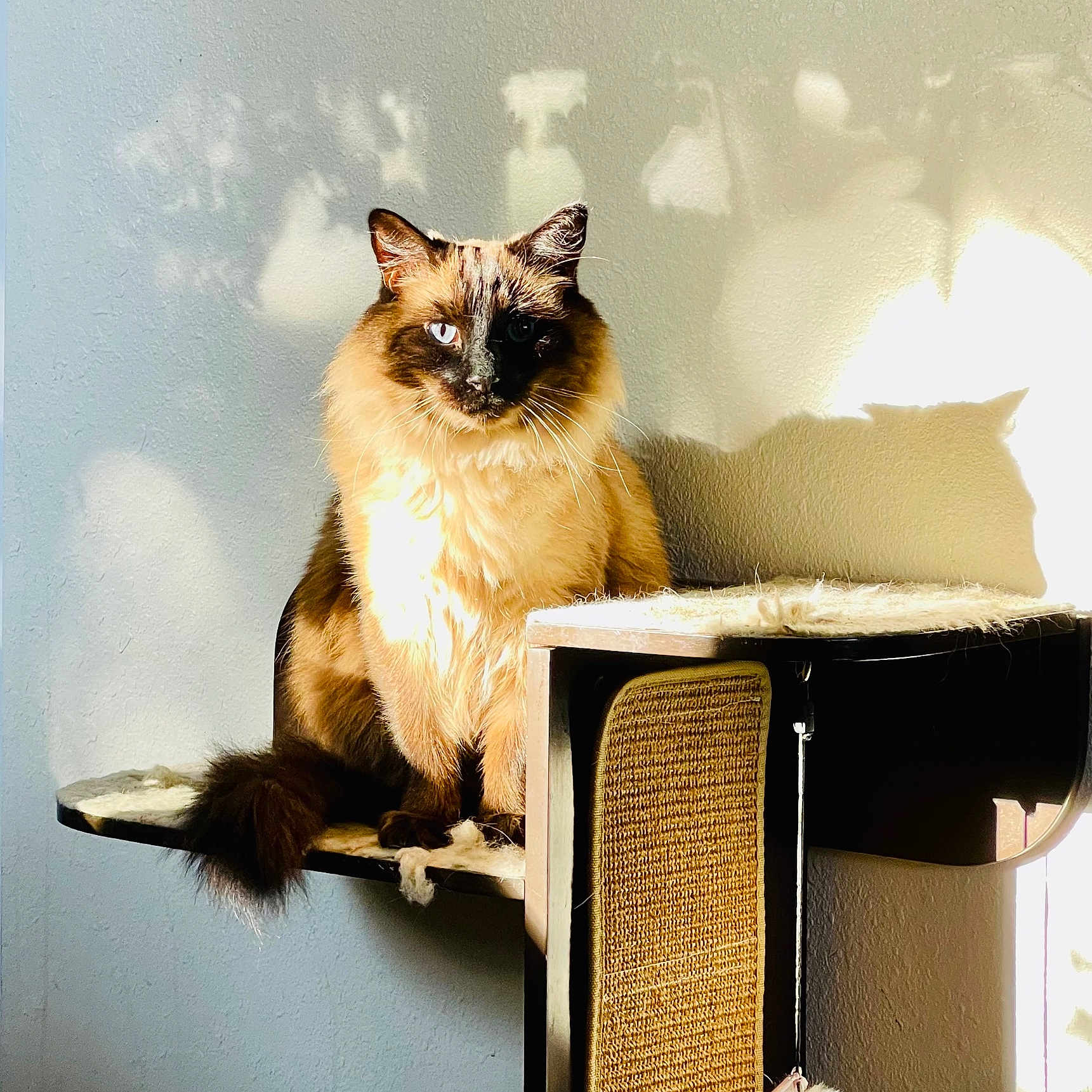Mowgli is registered to the contest to win money with this photo: angora, animal, architecture, armchair, building, cat, chair, cushion, desk, furniture, homedecor, kitten, manx, pet, plywood, shelf, siamese, table, wall, wood