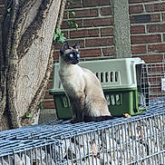 Grisette a rejoint le concours — aidez-le/la à gagner de superbes lots ! cat, siamese_cat, blue_eyes, pet_carrier, wire_cage, brick_wall, tree, ivy, outdoor, animal, feline, sitting, alert, nature, fur, whiskers, ears, side_view, domestic_cat, quiet